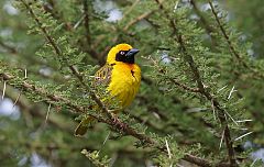 Speke's Weaver